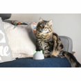 thumbnail image 4 of Hub Sure Petcare para productos conectados SureFlap y SureFeed, 4 of 9