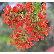 Jocadew 10 Royal Poinciana Tree Delonix Regia Plant Seeds