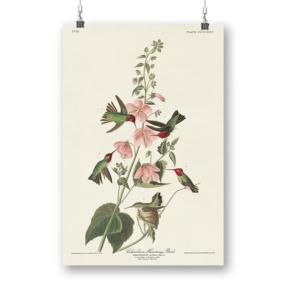Columbian Hummingbird Poster - John James Audubon Designs,
