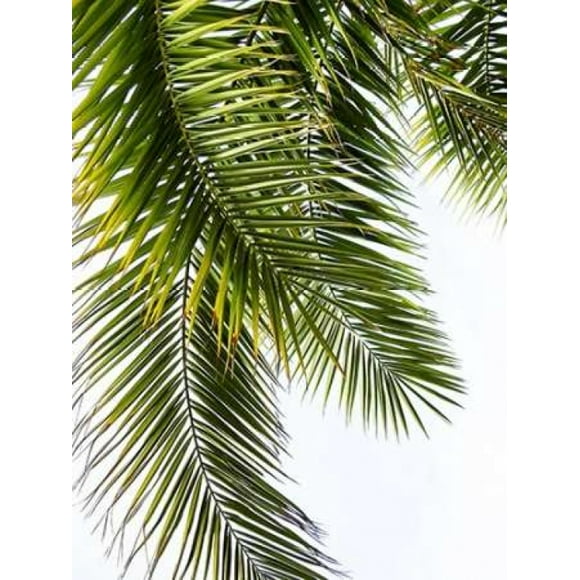 Palm Leaves Poster Print by Lexie Greer (9 x 12)