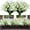 White, variant on Morttic 8 Bundles Artificial Daffodils Flowers Faux Plastic Lotus Shrubs UV Resistant No Fade Faux Greenery for Bridal Bouquet Home Garden Hanging Planter Porch Patio Office Wedding Decor (White)