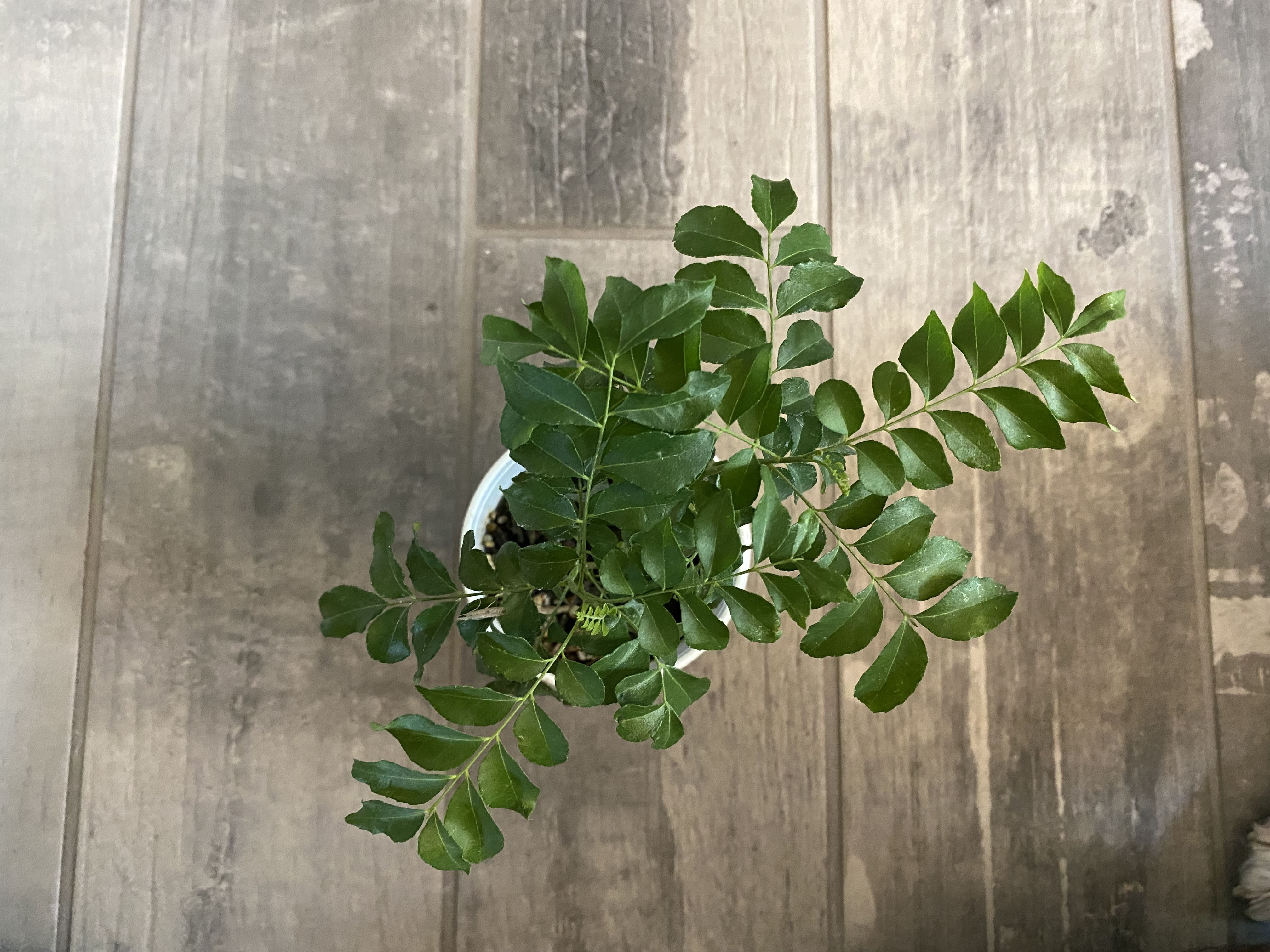 Curry Leaf Plant - Live Plant (Murraya Koenigii), 6 Inches