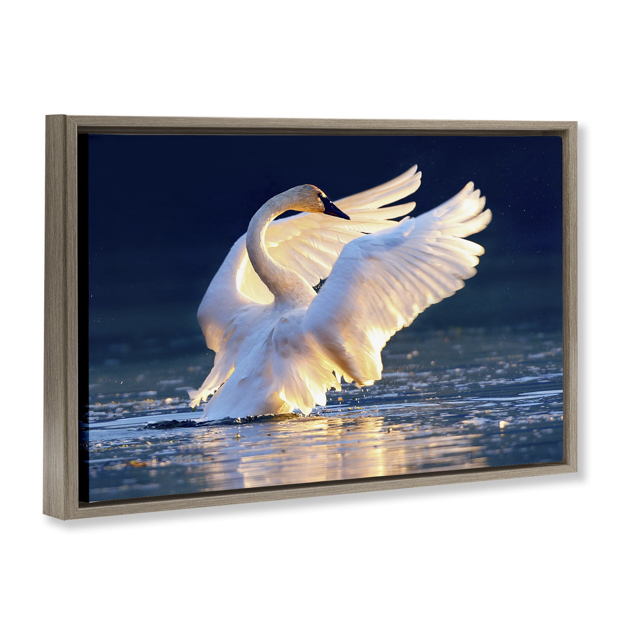 Stupell Industries Sunset Symphony Swan Animals Photography Brown Floater Framed Canvas Art Print Wall Art, 25 x 17