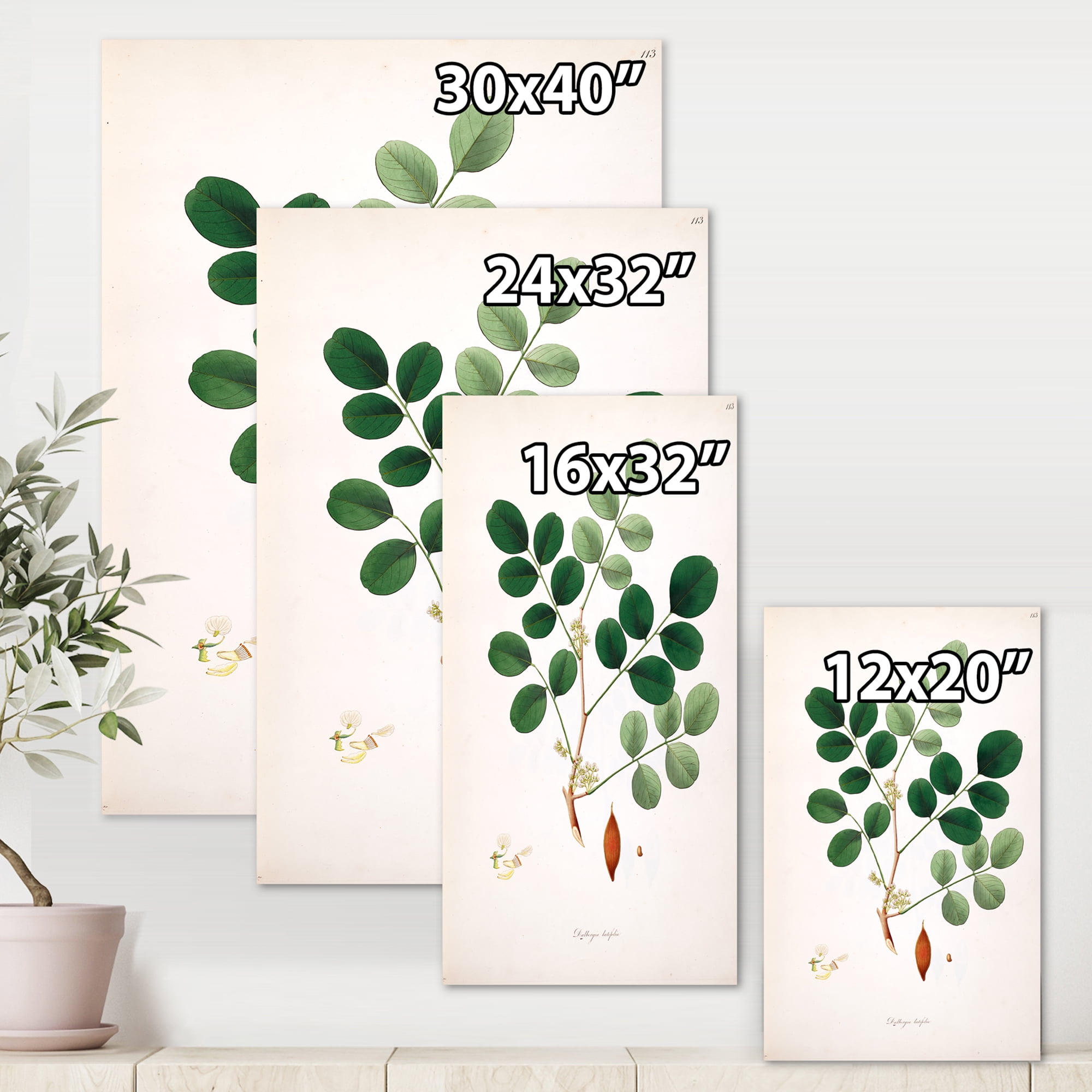 Designart ' Ancient Plant Life XI ' Farmhouse Canvas Wall Art Print