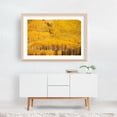 thumbnail image 5 of Sea of Gold - Aspen Colorado Photography Autumn Forest Nature Landscape Woodland Scenic Wilderness Oak Framed Wall Art Print 12 x 18 inches, 5 of 6