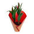 thumbnail image 1 of Tulipán en maceta 6 pulgadas, 1 of 4