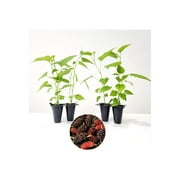 "Dwarf Everbearing" Set of 4 Starter Live Plants