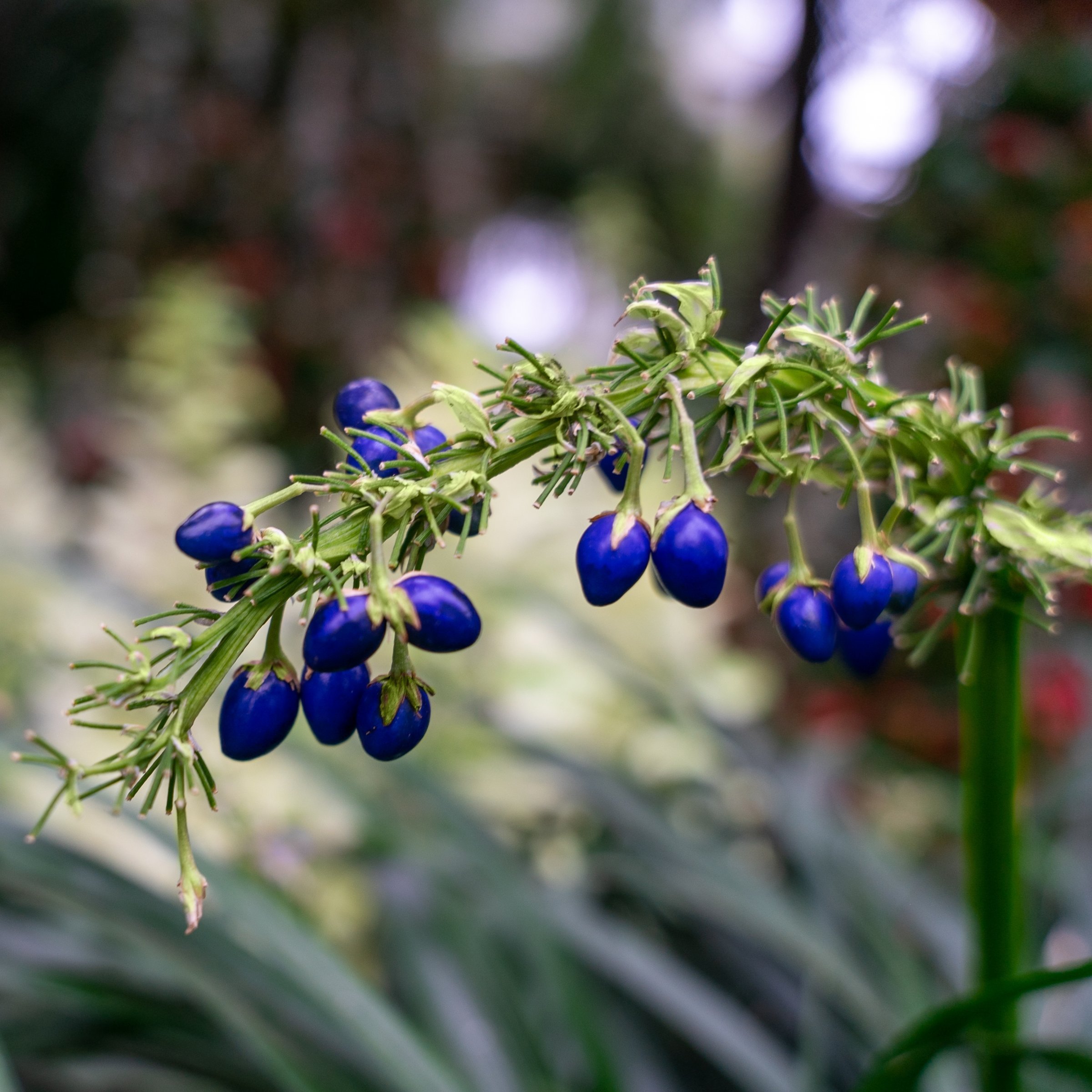 3 gal. Dianella Flax Lilly Plant