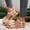 Beige, variant on Womens Bow Decorated Ankle Strap Flat Beach Sandals, Adjustable Slip On Summer Casual Shoes for Vacation Garden Party Daily Wear