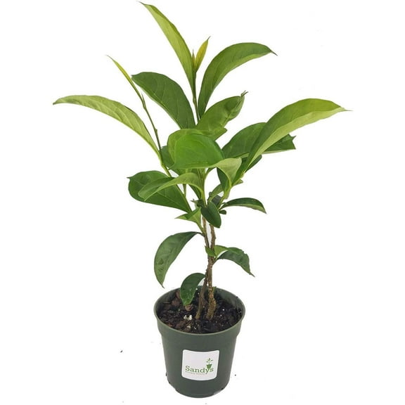 Brunfelsia Yesterday Today Tomorrow, Color Changing Flower, 4 Inch Pot