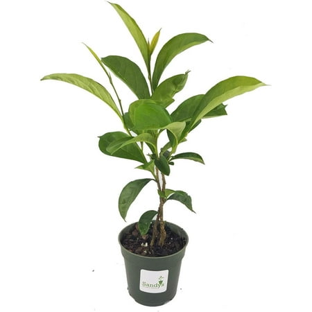 Brunfelsia Yesterday Today Tomorrow, Color Changing Flower, 4 Inch Pot