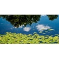 thumbnail image 2 of Pollard, David W. 18x11 White Modern Wood Framed Museum Art Print Titled - Water Lilies and Reflection, 2 of 4