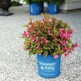 thumbnail image 4 of Bloomin Easy 2G Weigela Strobe Live Plants Pink Full Sun, 4 of 5