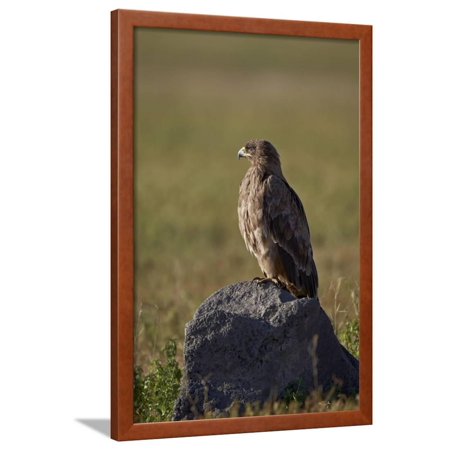 Tawny Eagle - Tawny Eagle (Aquila Rapax), Ngorongoro Crater, Tanzania, East Africa, Africa Framed Print Wall Art By James Hager