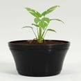 thumbnail image 5 of Austin Planter 7" Round Black Plastic Plant Pot with Drainage Holes, 5 of 8