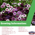 thumbnail image 2 of Harris Seeds - Centaurea Classic Magic Mix Seeds - Feathery Flower, NON-GMO, 2 of 5