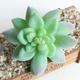 thumbnail image 4 of Ludlz Mini Fake Succulents Artificial Plants - Ceramic White Potted Succulents - Faux Succulents Plants for Home Office Shelf Decorations Wedding Party Home Desk Bonsai Decor, 4 of 7