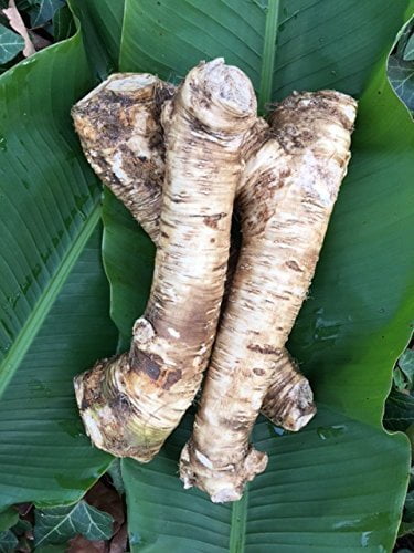 Daylily Nursery Horseradish Root Plant Bulbs