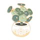 thumbnail image 1 of Minnieouse Broches de cactus de dibujos animados, joyería suculenta, alfileres de solapa esmaltados, insignias para mochila, adornos para abrigo de ropa Accesorios de disfraces XZ3279 Minnieouse AP010032-02, 1 of 6