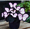 C, variant on Butterfly Flower Hostas Cultivation Granules-(Non-Artificial)-Bloom Year After Year,Fast Growing,Home Decoration-Beautiful Gift Garden-Ornamental-Premium Garden Stakes