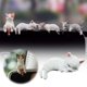 thumbnail image 2 of Adornos pequeños para el salpicadero del coche con gatos dormidos súper monos, muñecos para decorar el coche, decoración de dibujos animados para el coche., 2 of 2