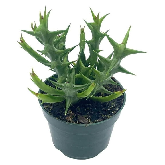 Bubbleblooms Orbea Stapelia Dummeri Rare Flowering Huernia Plant 4-inch Pot