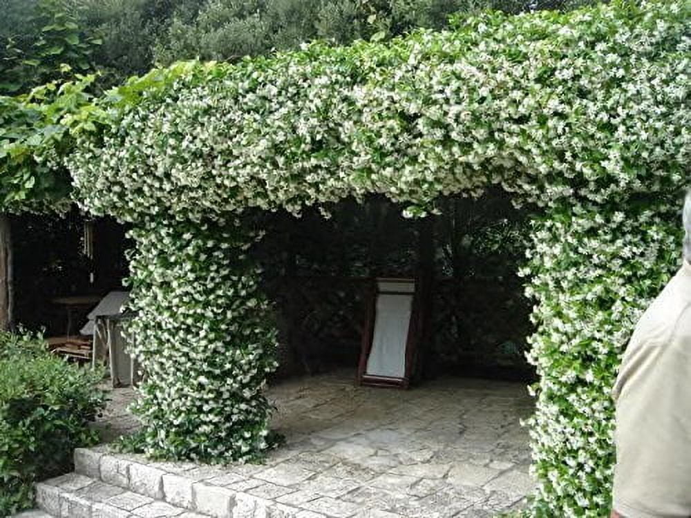 Jasmine Confederate  10 Live Plants  Trachelospermum Jasminoides  Fragrant Easy to Grow Vine Showy Blooms
