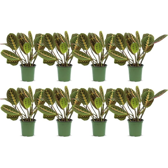 8 Pack Live Red Maranta, Red Prayer Plant, Potted Vine Houseplant, Office Gift, Plant Lover Gift, Plant Mom Dad Gift, Grandparent Gift, Christmas Gift in 4" Pot