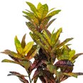thumbnail image 2 of 36" Croton Potted Plant, 2 of 2