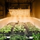 thumbnail image 1 of Luz de cultivo de plantas, 100W Planta de espectro completo Luz de cultivo de plantas de espectro completo Lámpara de cultivo LED para interiores Creada magistralmente, 1 of 9