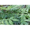 thumbnail image 6 of Tropical Seeds -Starfruit Tree -10 Heirloom Seeds See Listing -AVERRHOA carambola, 6 of 6