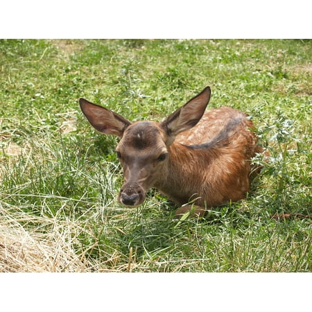 Sunshine Kids Radian Replacement - Laminated Poster Bambi Nature Deer Sunshine Kid Green Green Grass Poster Print 11 x 17