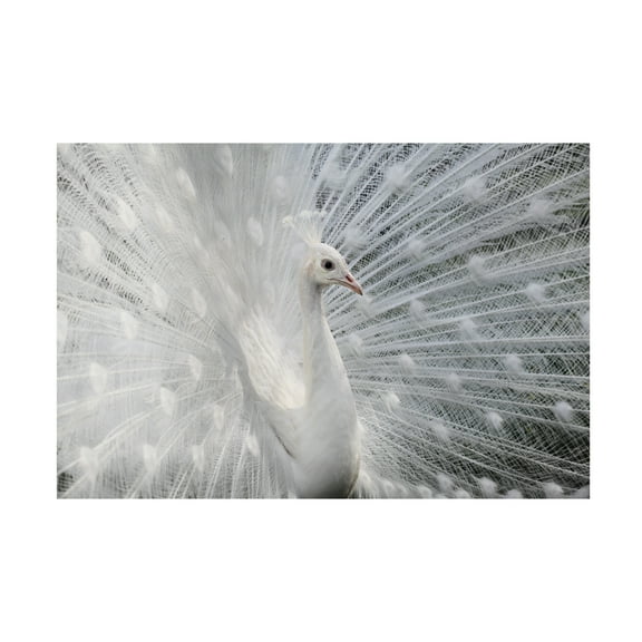 Victoria Ivanova 'As White As Snow' Canvas Art