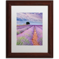 Trademark Fine Art "Rows Of Lavender" Canvas Art by Michael Blanchette Photography White Matte, Wood Frame