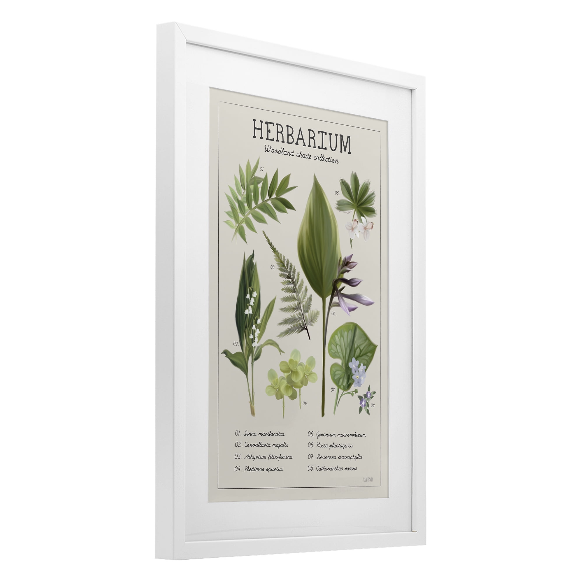 Stupell Industries Herbarium Woodland Shade Collection White Framed Print Under Glass, design by House Fenway