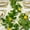 Green, variant on 6.56 Ft Artificial Lemon Garland, Artificial Lemon Garland Spring Fruit Garland with Lemons Artificial Lemon Vines Garland for Front Door Home Kitchen Party Wedding Decor, Yellow