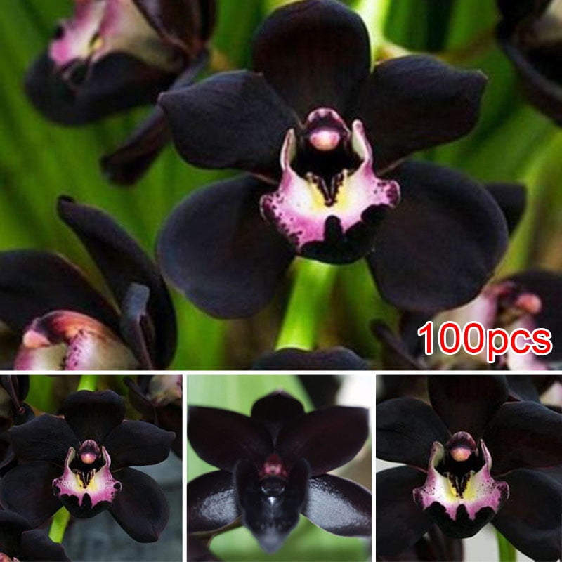 100Pcs Rare Orchid Seeds Cymbidium Flower Home Office Garden Bonsai Decor Plant 