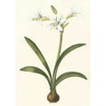 thumbnail image 2 of Vision Studio 11x14 White Modern Wood Framed Museum Art Print Titled - Belladonna Lilies II, 2 of 4