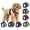 Black, variant on Dog Harness with Leash Set, No Escape Easy Walk Puppy Harnesses for Training Walking, Reflective Soft Dogs Vest for  Medium Extra-Small Large Sized Dog
