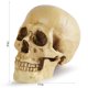 thumbnail image 3 of Halloween Skeletons Plastic Realistic Fake Simulation Human Skull HeadBone Model Halloween Prop Realistic Mini Skeleton Spooky Halloween Decoration, 3 of 4