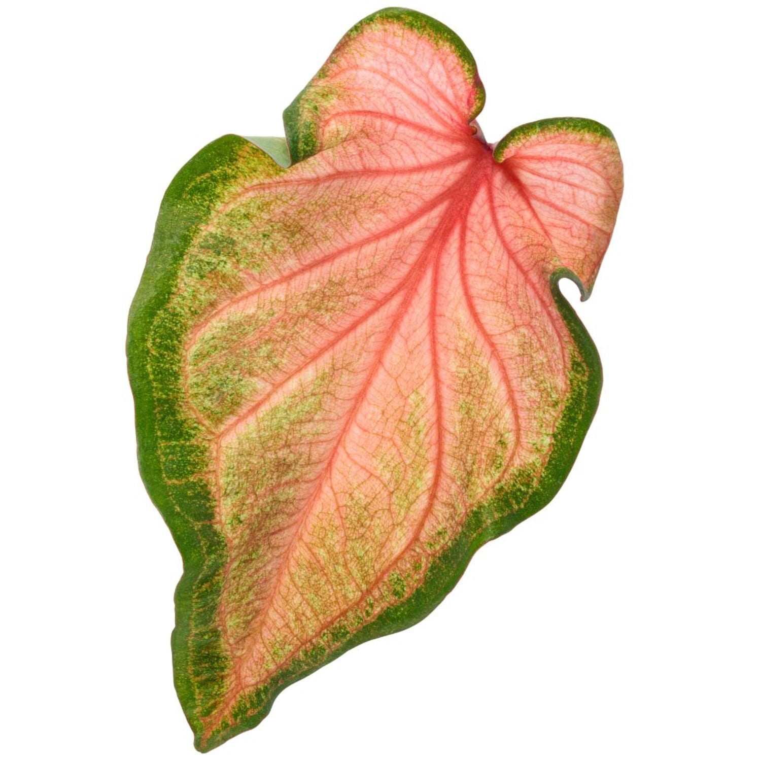 Proven Winners 5" Multicolor Heart to Heart 'Chinook' Sun or Shade Caladium Live Plant in 4.5" Pot (4 Count)