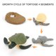 thumbnail image 5 of XWSHYW Juguetes para Niños Pequeños Figura de Insecto de 4 Piezas, Ciclo de Vida, Cría de Plástico Hasta Período, 5 of 6