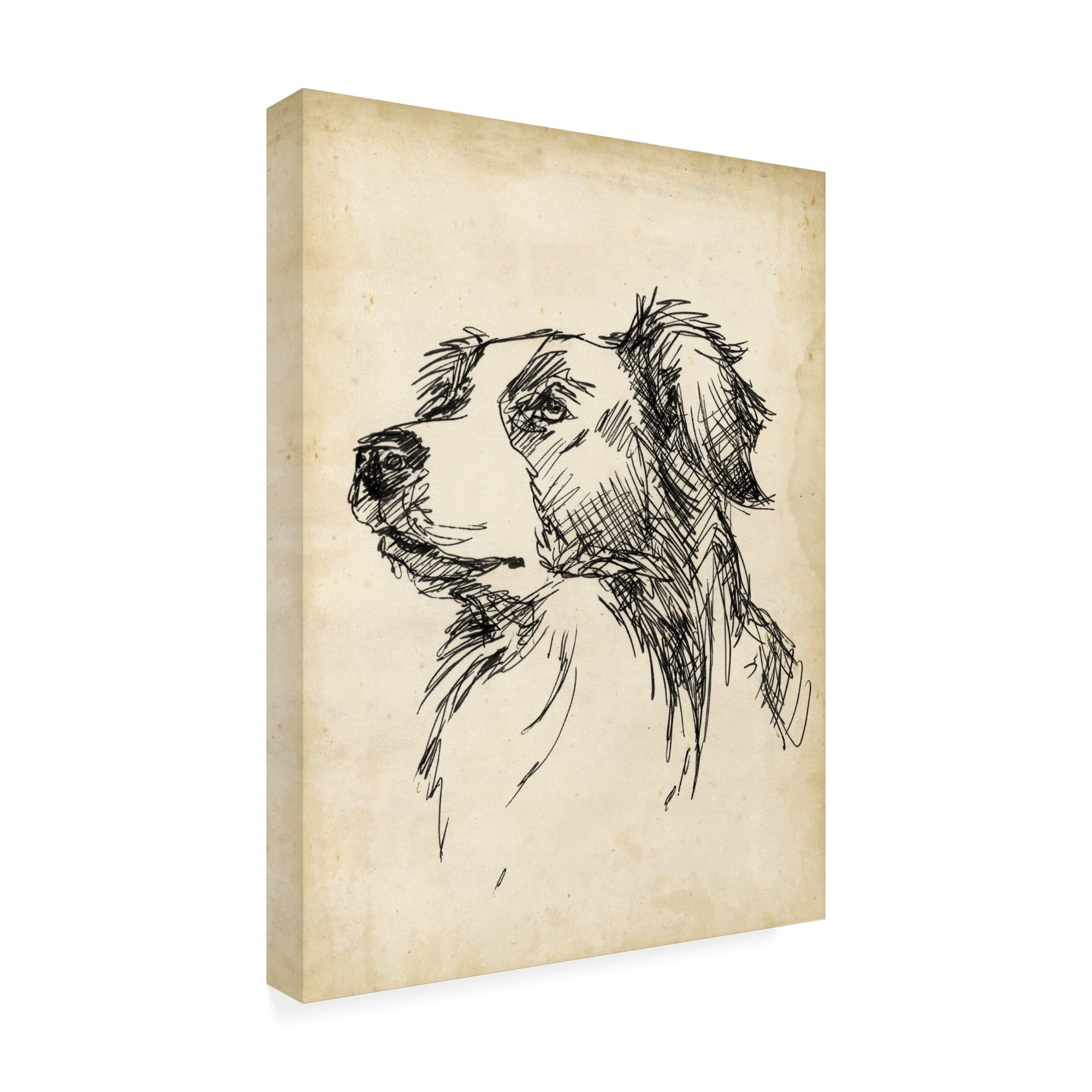 Trademark Fine Art 'Breed Studies IX' Canvas Art by Ethan Harper