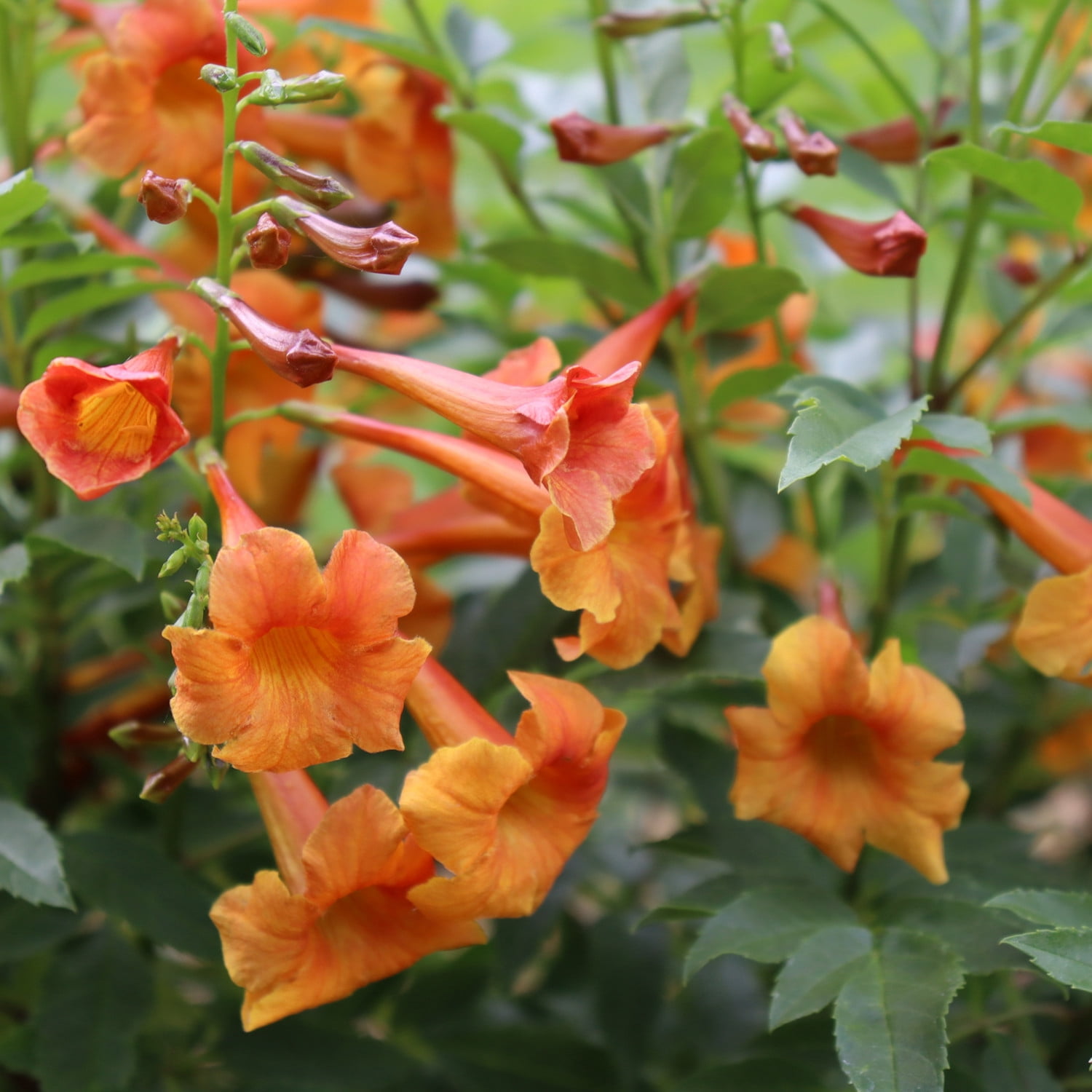 Proven Winners ColorChoice 5" Chicklet Orange Esperanza Live Plant in 4.5" Pot (4 Count)
