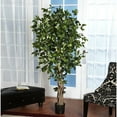 thumbnail image 3 of 6' Palace Style Ficus Silk Tree, 3 of 8