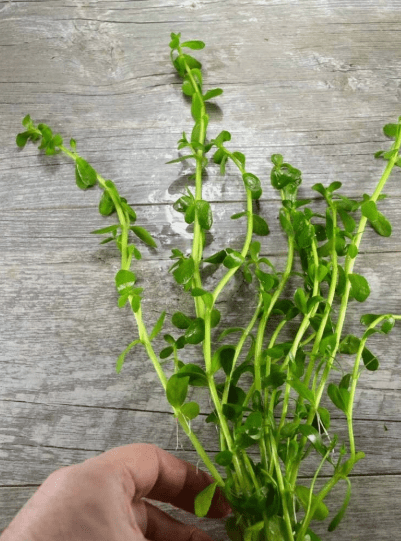 Bacopa Monnieri (Moneywort) Live Aquarium Plant – Easy Freshwater Aquatic Plant for Background