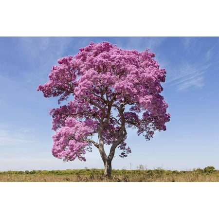 brazil mato grosso the