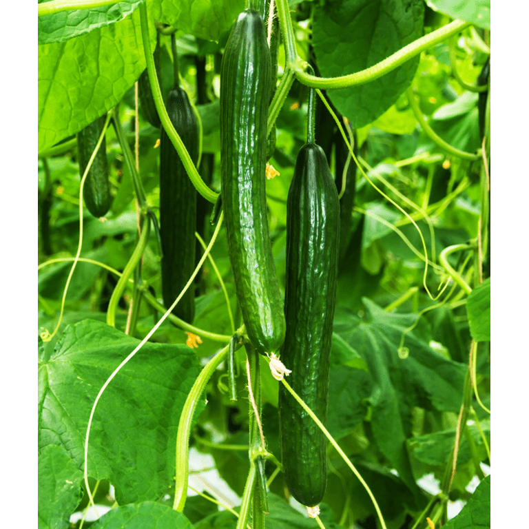 未使用 Magic Cucumbers - Magic Crush 未使用 Magic Cucumbers - Magic Crush Amazon.com : Japanese