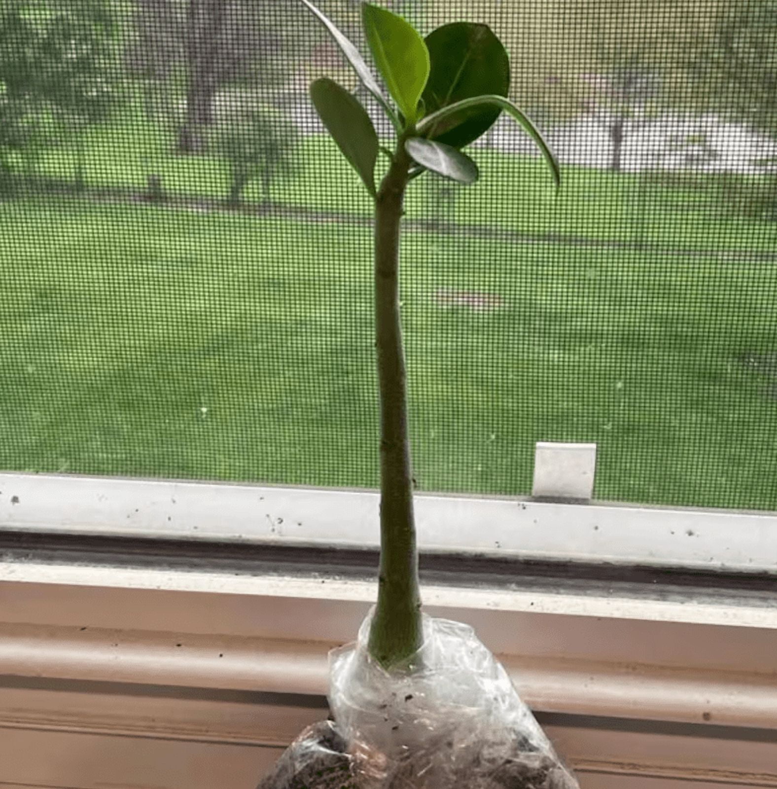 Pink Desert Rose Live Plant, Blooming Adenium Succulent for Indoor Outdoor Growing, 4–6 Inch Tall