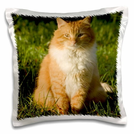 3dRose Orange tabby cat, Florida, USA - US10 MPR0245 - Maresa Pryor - Pillow Case, 16 by (Best Florida Oranges To Ship)